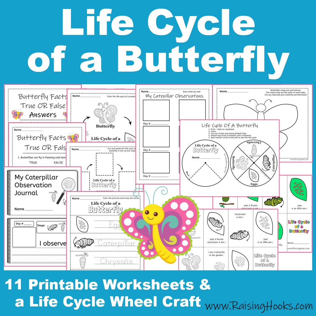 Butterfly Life Cycle Worksheet 2