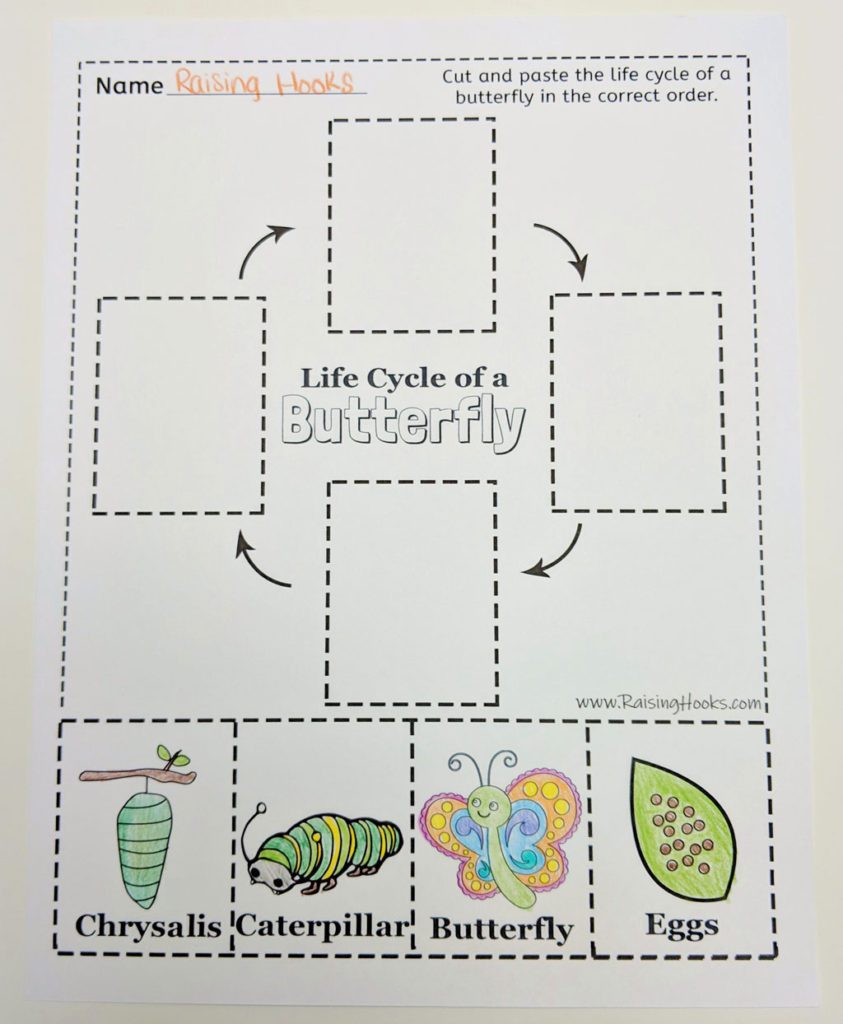 Life Cycle of a Butterfly - Cut and Paste - Raising Hooks