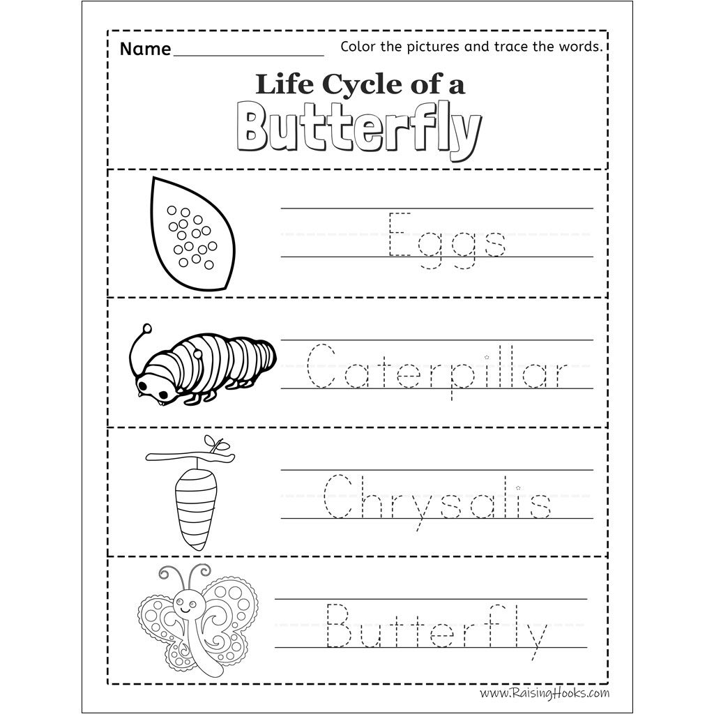 Life Cycle of a Butterfly Tracing Worksheet - Raising Hooks