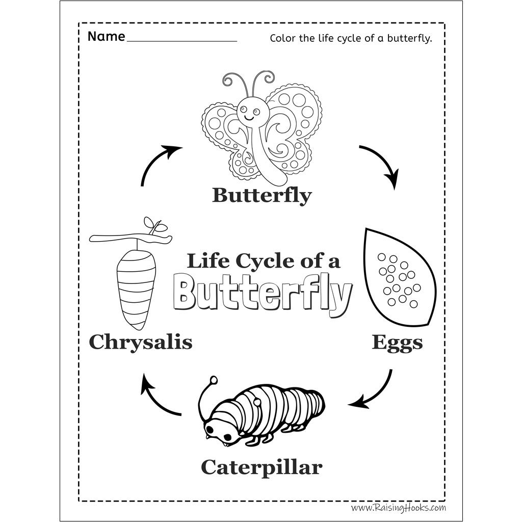 Printable Butterfly Life Cycle